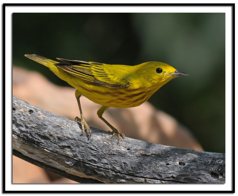 Yellow Warbler