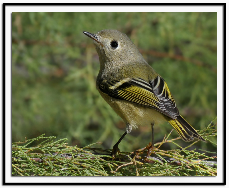 Ruby-crowned Kinglet