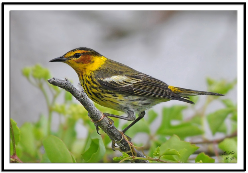 Cape May Warbler