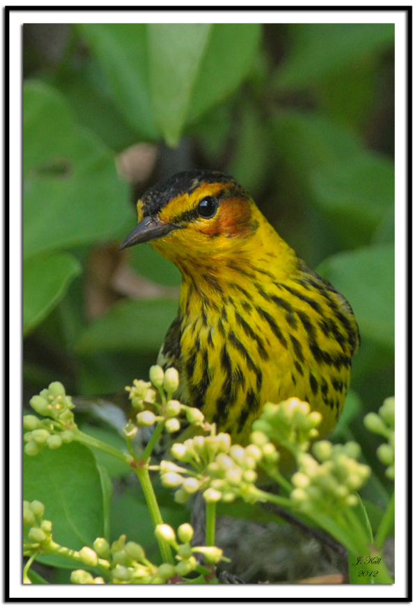 Cape May Warbler