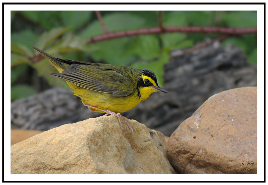 Kentucky Warbler