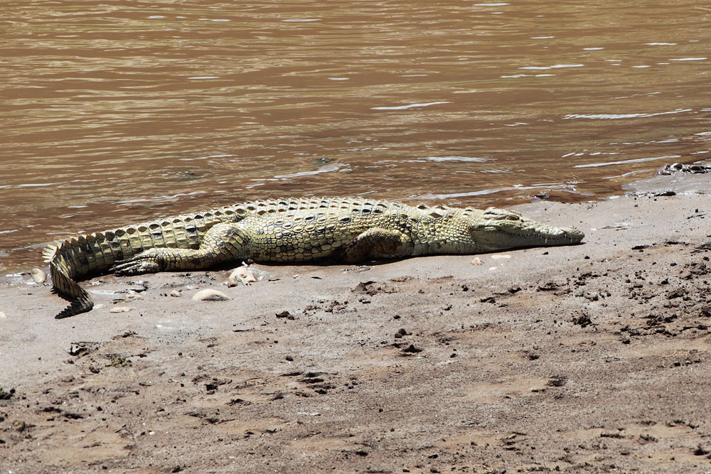 Nile Crocodile