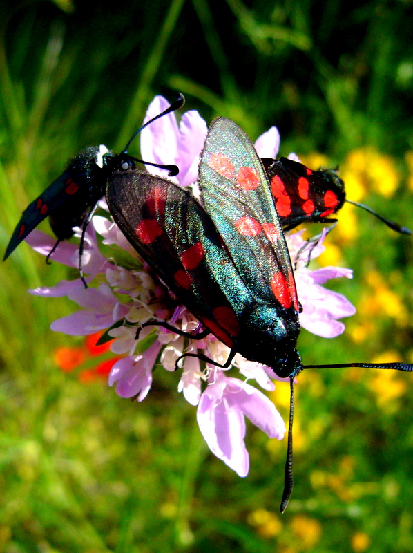 ...on a flower