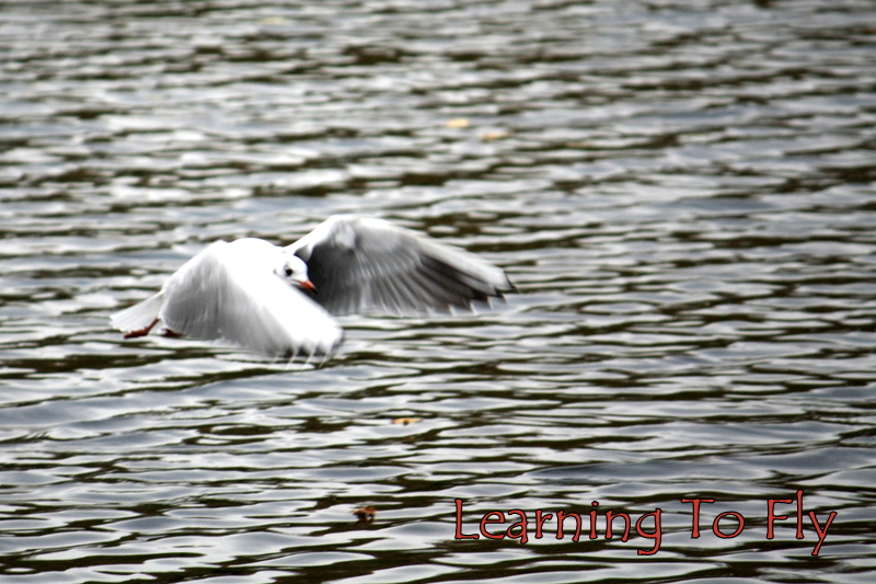 Learning To Fly 1987