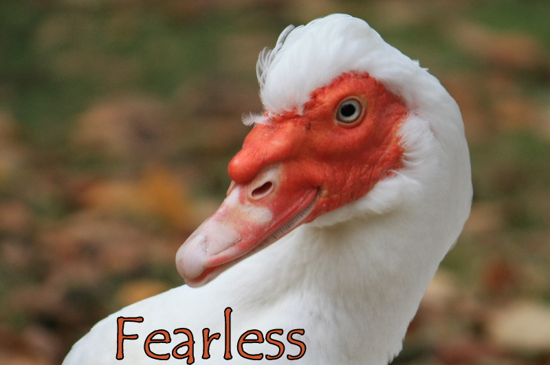 Fearless  1971