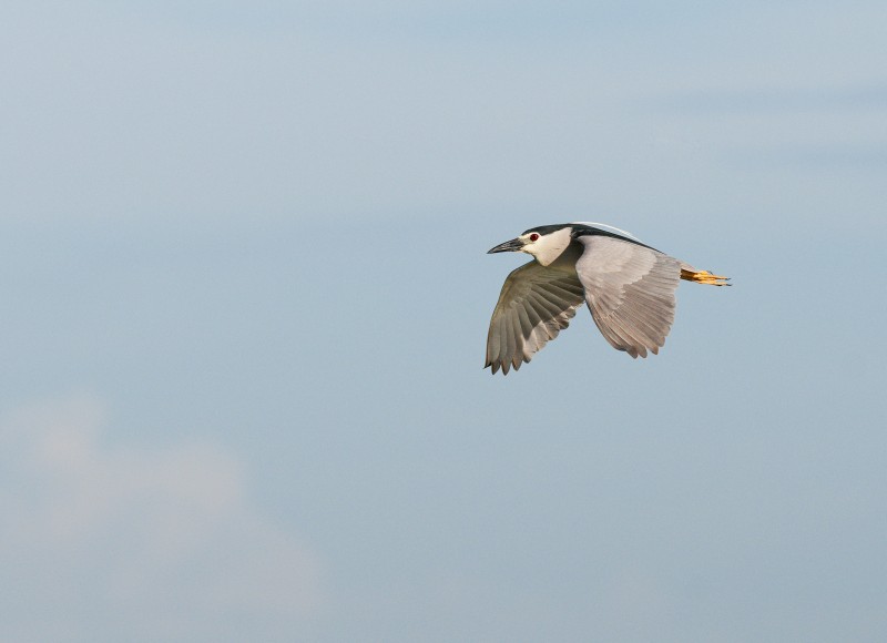 Black-crowned Night Heron