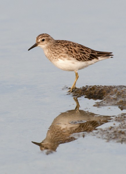 Long-toed Stint