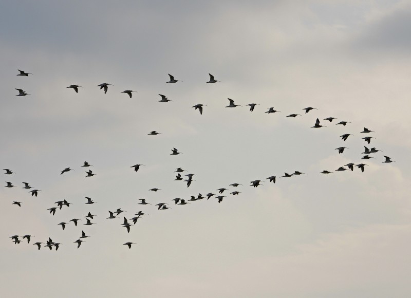 Eurasian Curlew