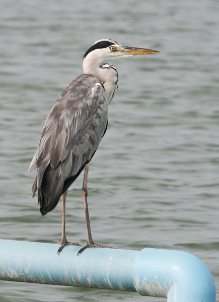 Grey Heron