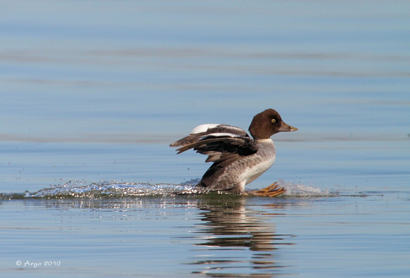 Common Goldeneye