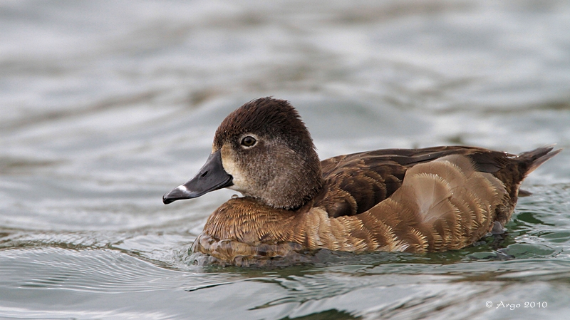 Ring-necked Duck