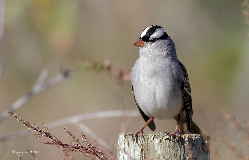 White-crowned Sparrow