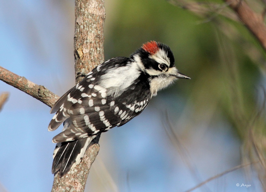 Downy Woodpecker