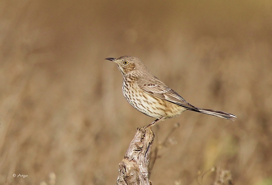 Sage Thrasher