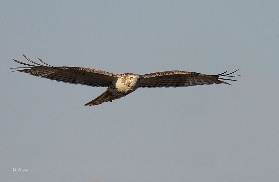 Ferruginous Hawk