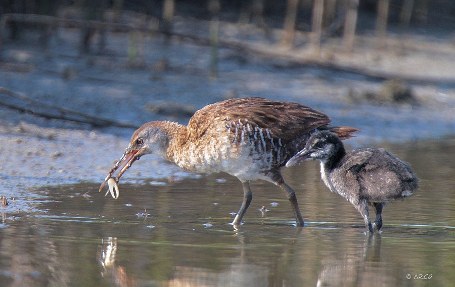 Clapper Rails
