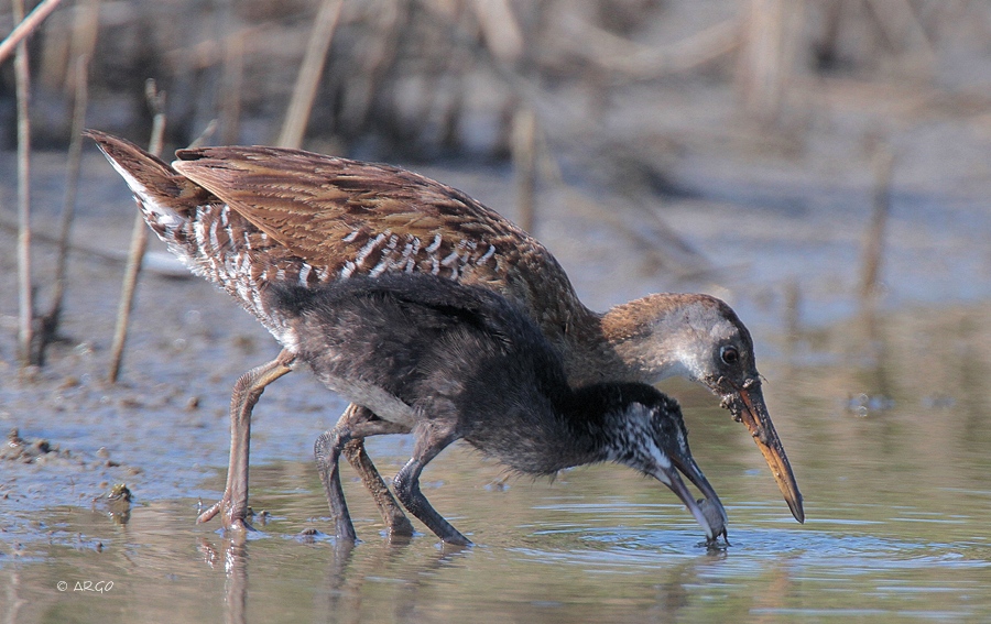 Clapper Rails