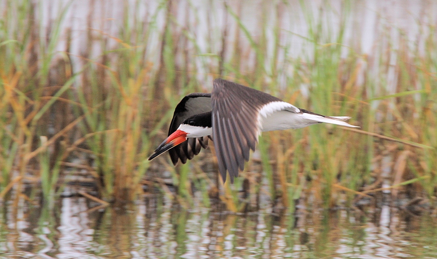 Black Skimmer