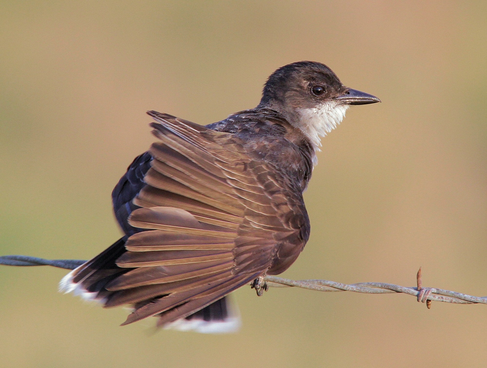 Eastern Kingbird