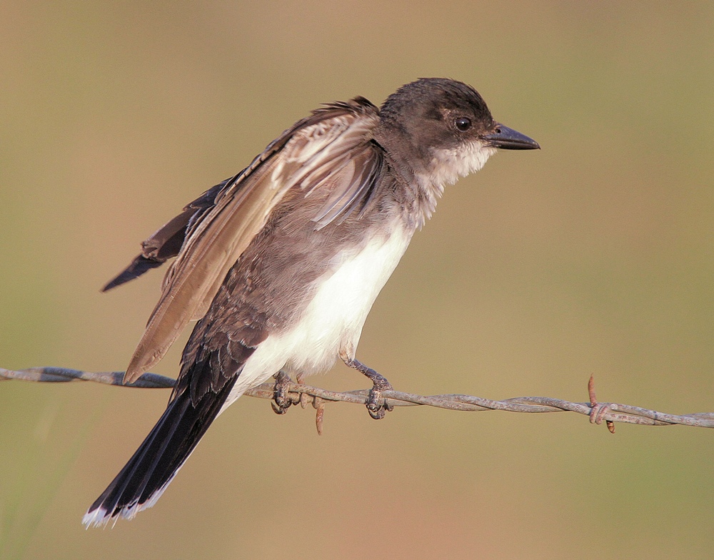 Eastern Kingbird