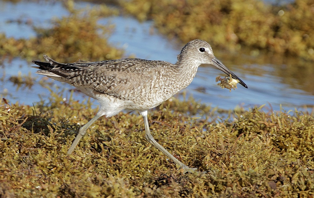 Eastern Willet