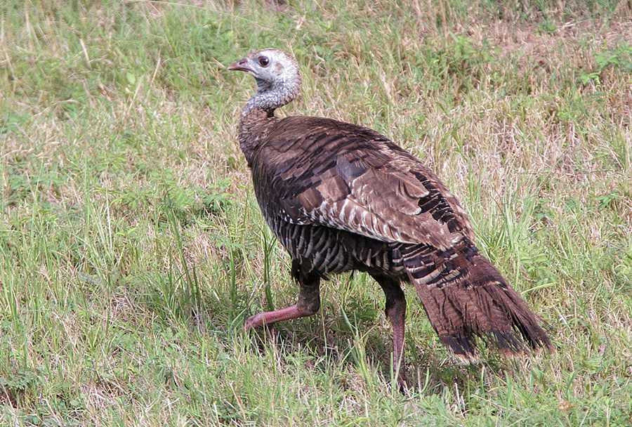 Wild Turkey