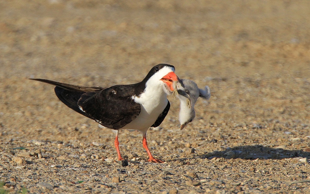 Black Skimmers