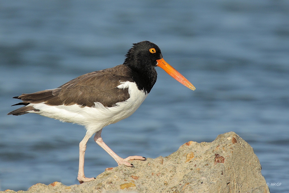 American Oystercatcher