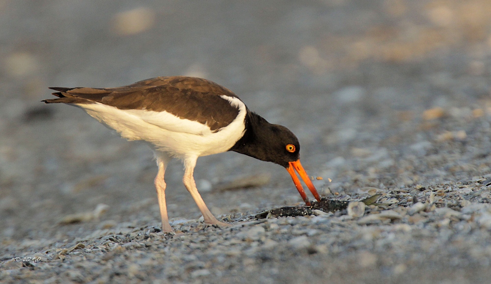 American Oystercatcher