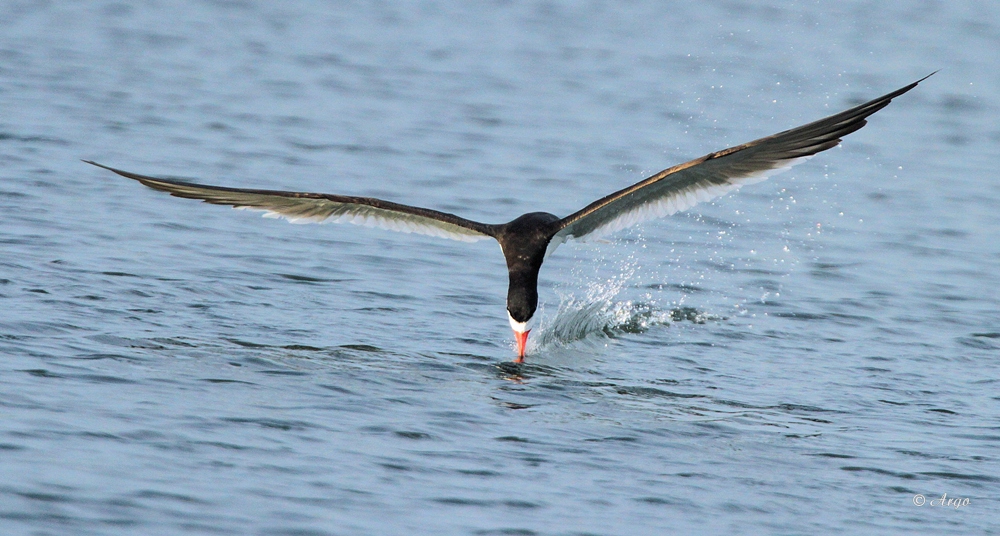 Black Skimmer