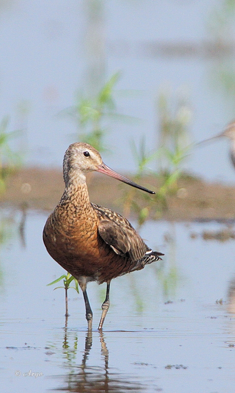 Hudsonian Godwit