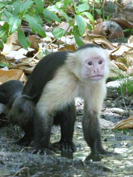 Cappuchin Monkey Costa Rica