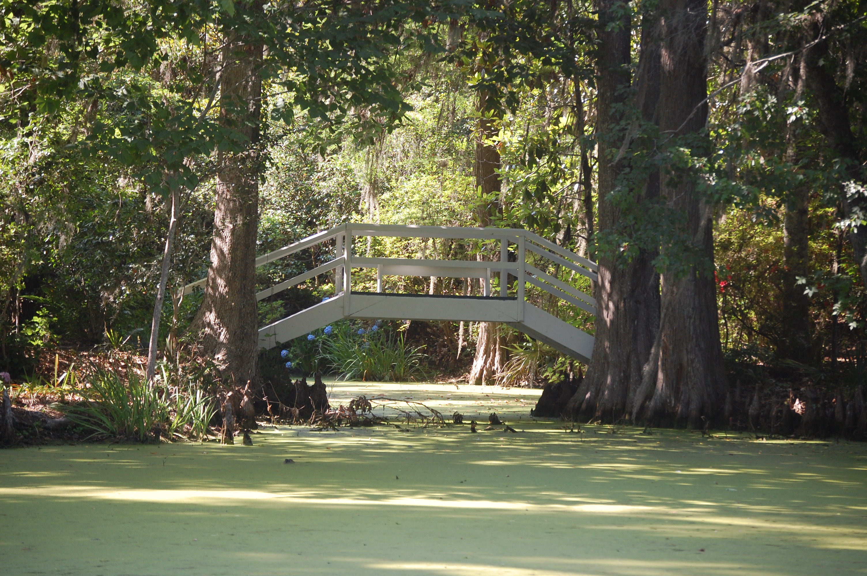 Magnolia Plantation