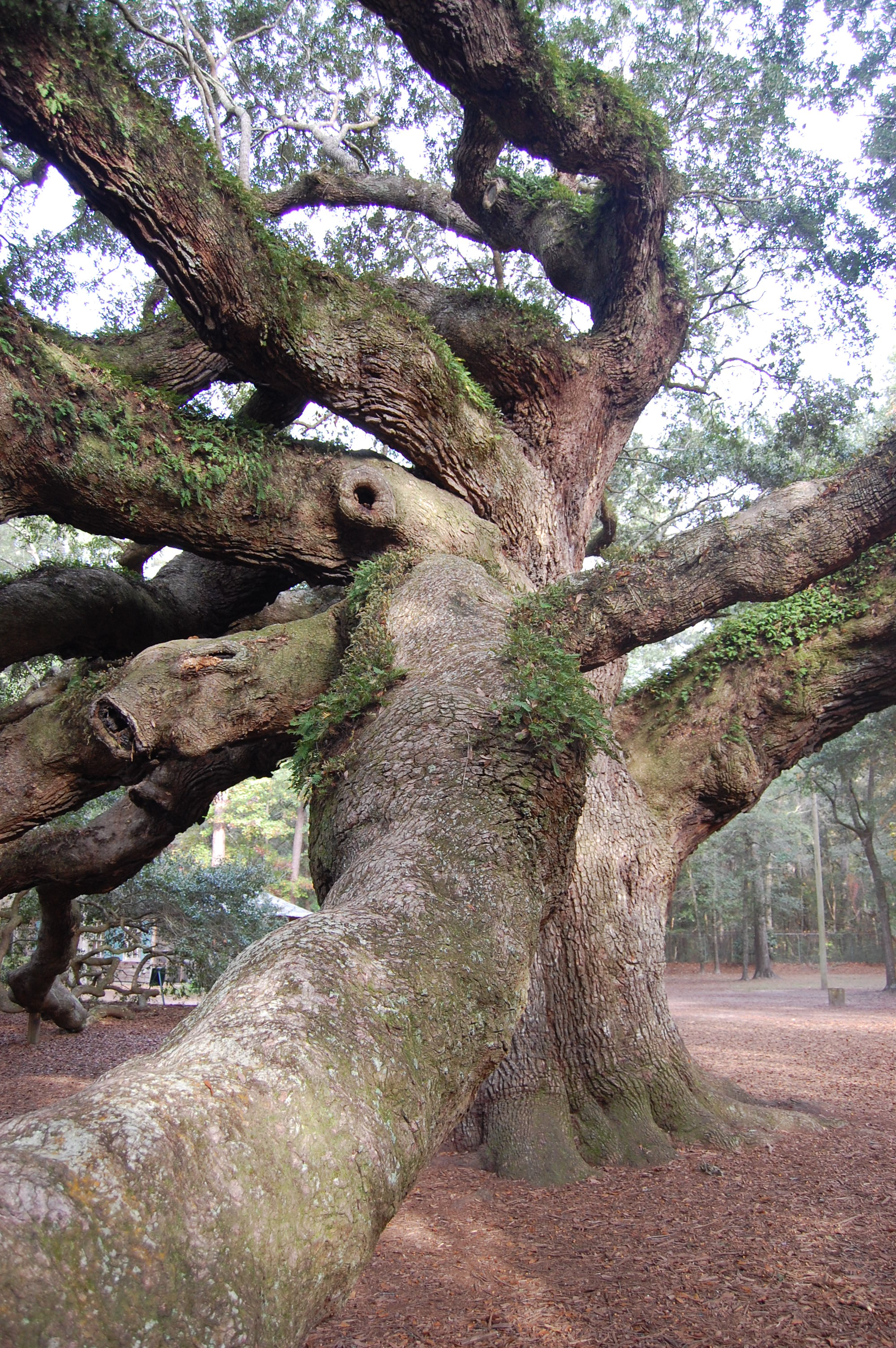 Historic Tree