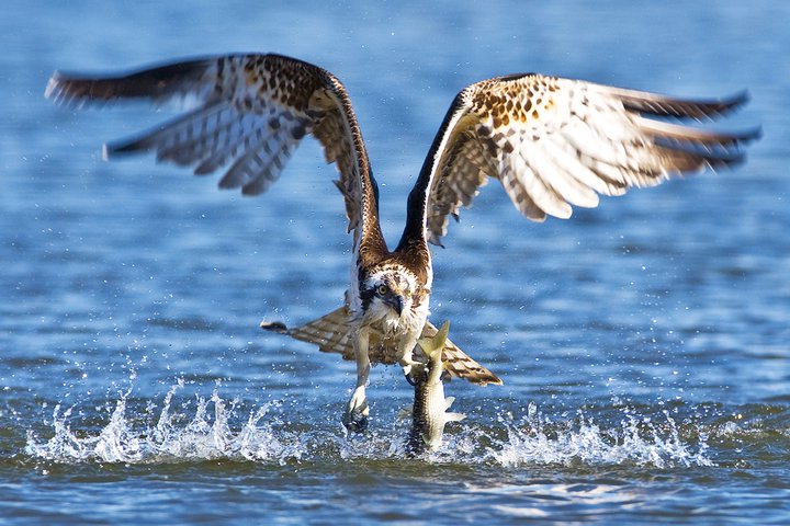 Pandion haliaetus(Linnaeus, 1758)Ospre2.jpg