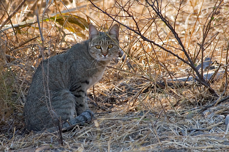 African Wild Cat