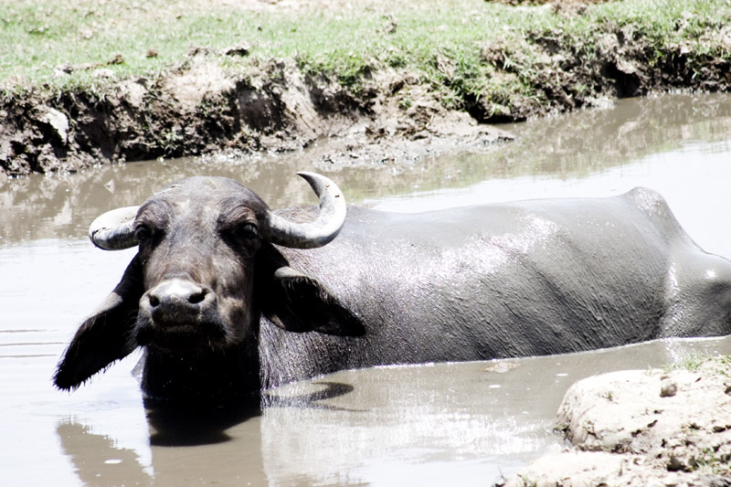A big fat water buffalo photo spoonbender