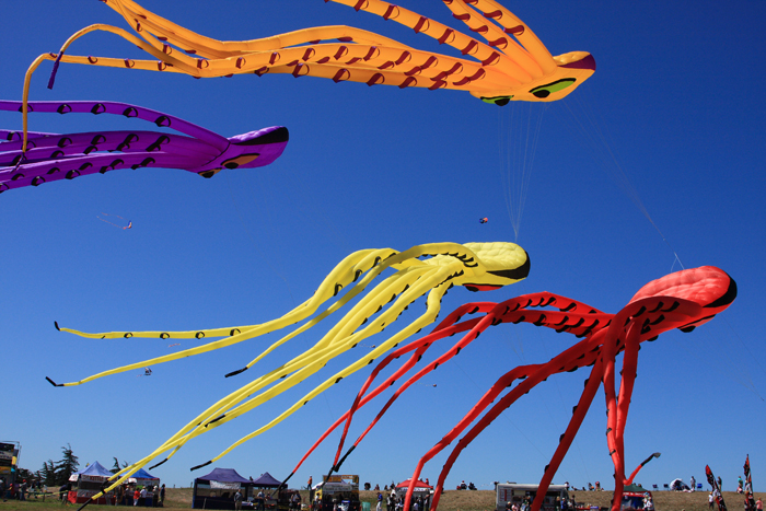 Octopuses3 email.jpg