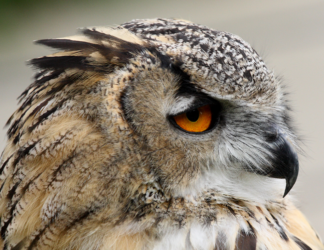 Eagle Owl2 email.jpg