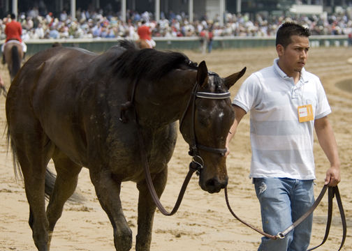 _DSC1307 Race 3 Winner Horse 1.jpg