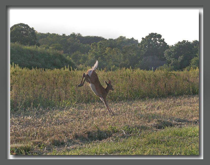 IMG_4739_ Run
