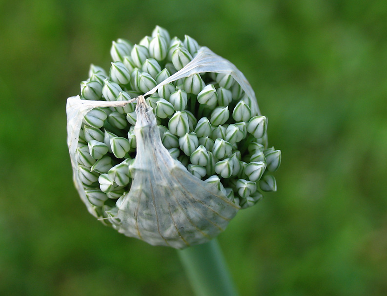 IMG_6001_Onion Seeds (Bulb)
