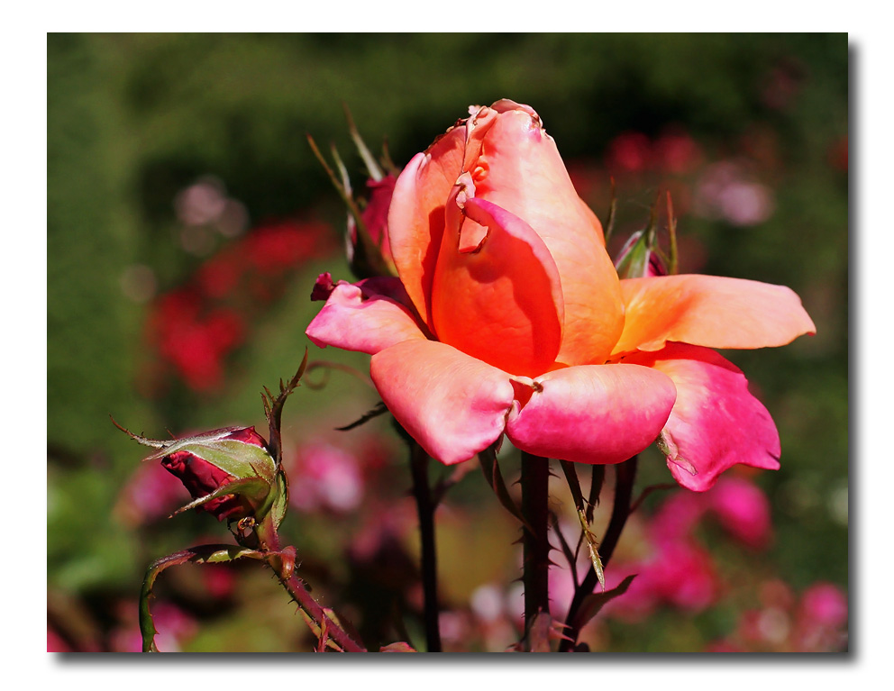 IMG_6098 A rose ...