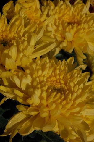 DSC_0159.JPG