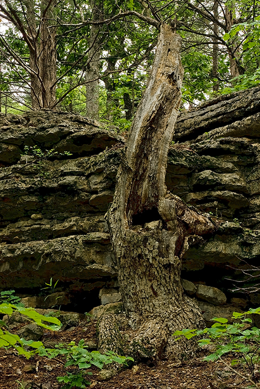 Snag and Limestone