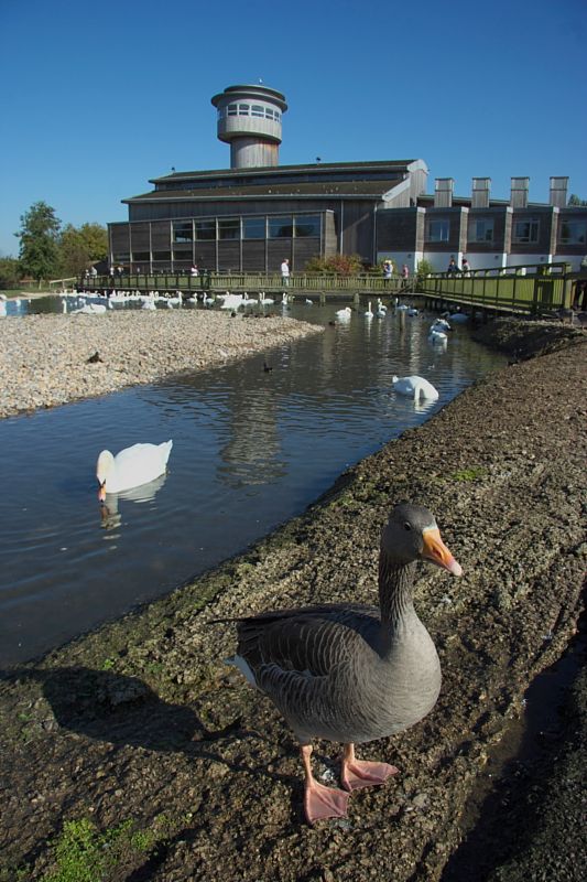 Slimbridge 0001.jpg