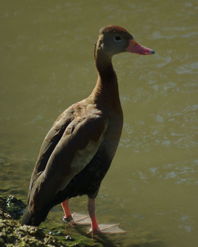 Slimbridge 0037.jpg