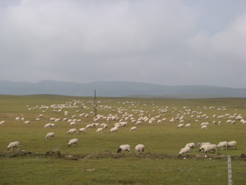 DSC01548.jpg