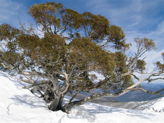Majestic Snow Gum