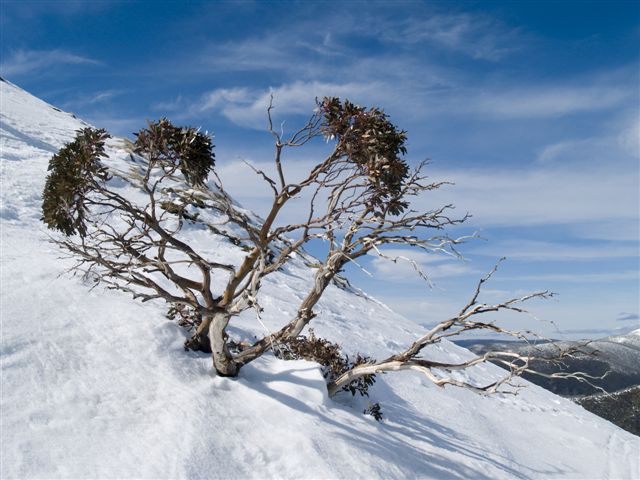 Snow Gum